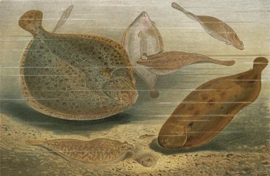 Plattfische